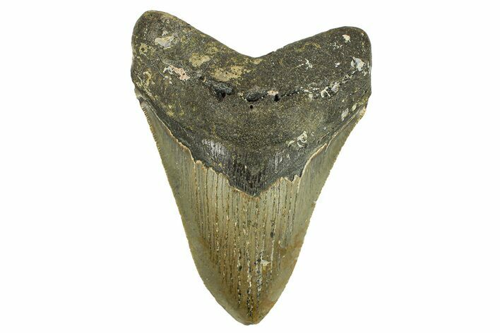 Serrated, Fossil Megalodon Tooth - North Carolina #295375